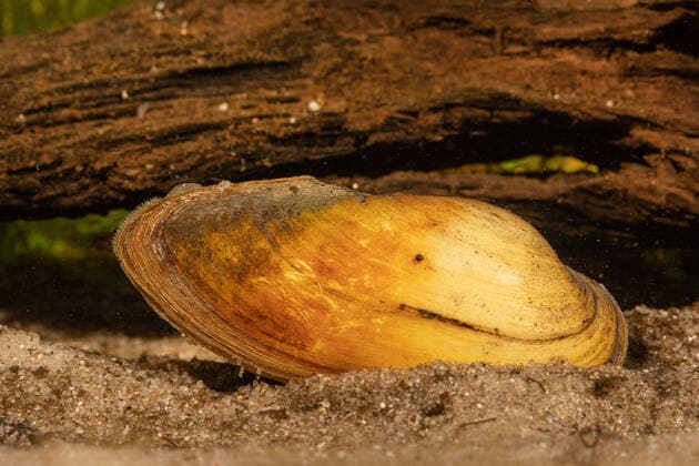 Painter shell Unio pictorum, Pollicepes pictorum , with visible breath and cloacal syphon, Germany painter s mussel Unio pictorum, Pollicepes pictorum , syphon visible, Germany BLWS630518 Copyright: xblickwinkel A.xHartlx