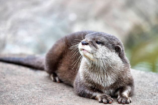 October 18, 2020, Hertfordshire, United Kingdom: An Asian Small-clawed Otter seen at Paradise Wildlife Park in Broxbourne, Hertfordshire. Hertfordshire United Kingdom - ZUMAs197 20201018_zaa_s197_349 Copyright: xDavexRushenx