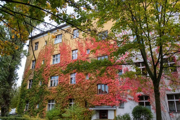 Red discoloured facade greening along Varnhagenstrasse in Berlin Prenzlauer Berg Autumn in Berlin Prenzlauer Berg