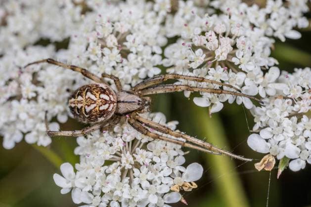 Heide-Radspinne, Heideradspinne, Heideradnetzspinne, Heide-Radnetzspinne (Araneus adiantus, Neoscona adianta), sitzt auf einem Doldenbluetler, Deutschland heathland orbweaver (Araneus adiantus, Neoscona adianta), sits on an umbellifer, Germany BLWS630861 *** Heather wheel spider, heather wheel spider, heather wheel spider, heather wheel spider Araneus adiantus, Neoscona adianta , sitting on an umbellifer, Germany heathland orbweaver Araneus adiantus, Neoscona adianta , sits on an umbellifer, Germany BLWS630861 Copyright: xblickwinkel W.xWillnerx