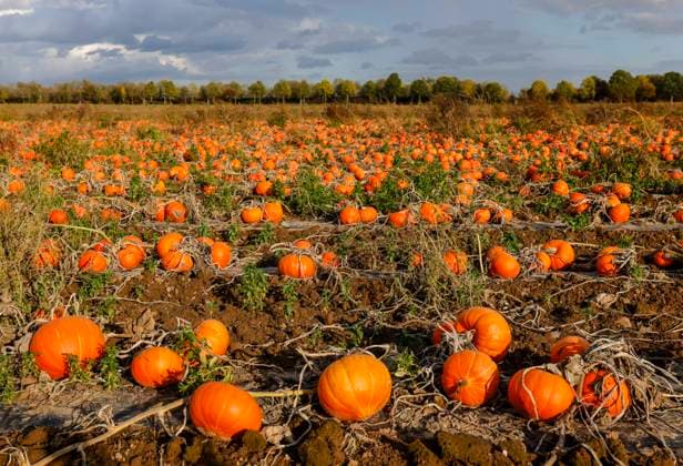 Koeln, Nordrhein-Westfalen, Deutschland - Kuerbisfeld, Hokkaido Kuerbissse wachsen auf einem Feld vor Wolkenhimmel. Koeln Nordrhein-Westfalen Deutschland *** Cologne, North Rhine-Westphalia, Germany Pumpkins field, Hokkaido Pumpkins grow on a field in front of a cloudy sky Cologne North Rhine-Westphalia Germany