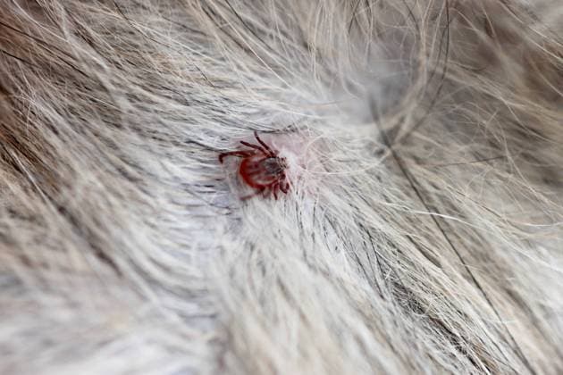 close up the dog ticks. close up the dog ticks on fur of shih tzu pet.  Copyright: xmeepoohyaphotox 13941326