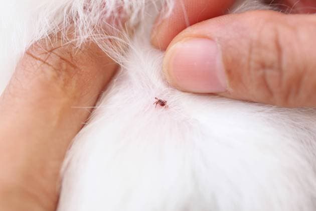 close up the dog ticks. close up the dog ticks on fur of shih tzu pet.  Copyright: xmeepoohyaphotox 13941424