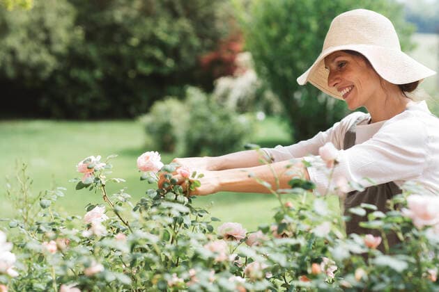 IMAGO Creative: Landleben - Alfresco, Draußen Smiling woman picking roses in garden model released Symbolfoto ALBF01580