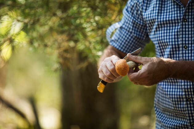 Close-up of man cutting mushroom with knife in forest model released Symbolfoto MAEF13022