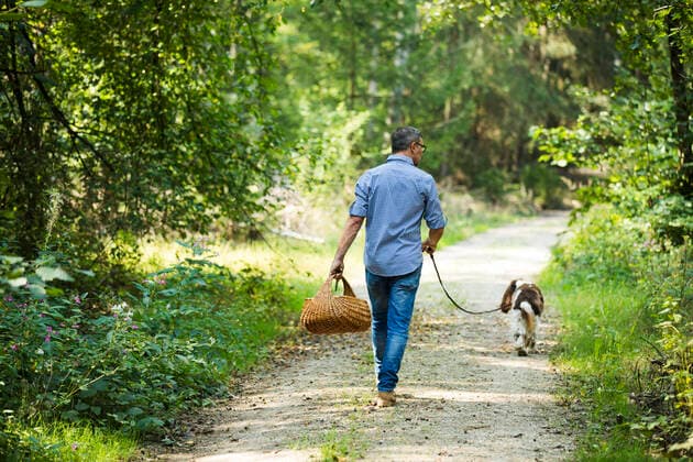 Mature man holding basket of mushroom while walking with dog in forest model released Symbolfoto property released MAEF13035