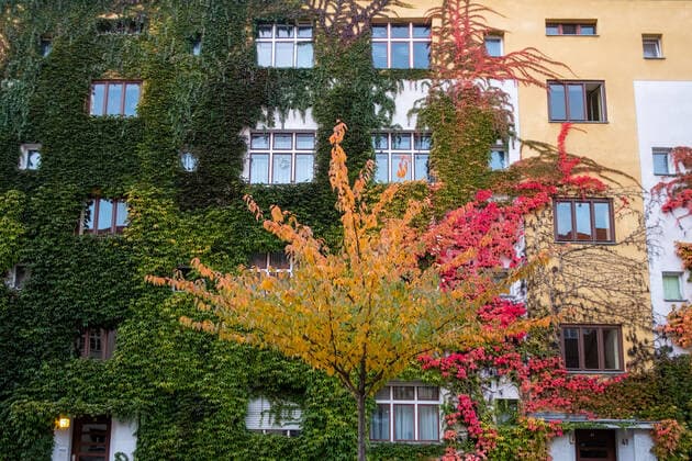 Red discoloured façade greening along Varnhagenstrasse in Berlin Prenzlauer Berg snapshot photography R Price