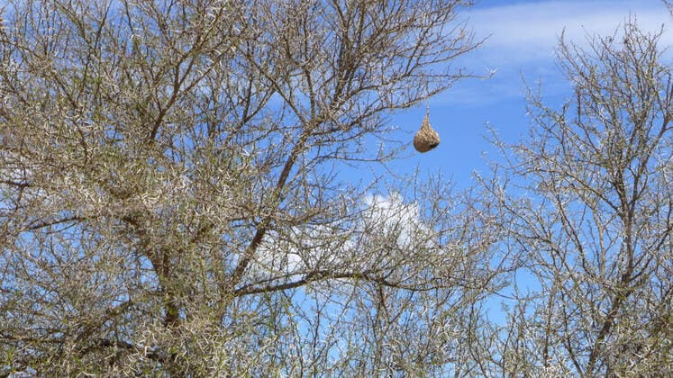 Weaver birds nest in a tree, South Africa nest of a weaver in a tree, South Africa BLWS628270 Copyright: xblickwinkel M.xHenningx