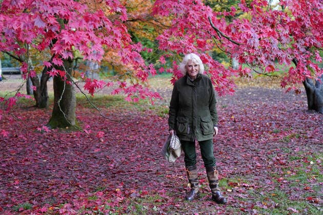 Bilder des Jahres 2020, Entertainment 10 Oktober Entertainment Themen der Woche KW44 Entertainment Bilder des Tages . 26 10 2020. Westonbirt, United Kingdom. Camilla, The Duchess of Cornwall, during a visit to Westonbirt,The National Arboretum, in Gloucestershire, United Kingdom.  xi-Imagesx xPoolx IIM-21738-0008
