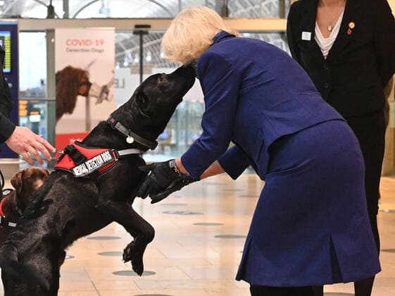 . 27 10 2020. London, United Kingdom. A dog leaps up at Camilla,The Duchess of Cornwall, at Paddington Station in London where she was watching a demonstration by Medical Detection Dogs .  xi-Imagesx xPoolx IIM-21741-0021