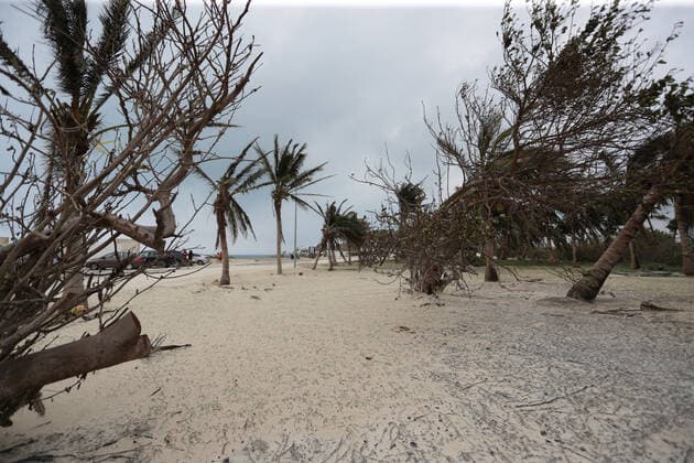 General view of Palms that fell due to the strong gusts of wind of 130 kilometers per hour, which brought Hurricane Zeta, in category 1 of the Saffir-Simpson scale; It is the third environmental phenomenon of its kind that has been recorded in a month. State authorities have launched a prevention operation where more than 70 shelters have been set up for affected people on October 27, 2020 in Cancun, Mexico Where: Cancun, Mexico When: 27 Oct 2020 Credit: Eyepix Cover Images Copyright: xRodolfoxFloresx 40976043 EDITORIAL USE ONLY. NOT FOR USE BY NEWSPAPERS BASED IN THE UK.