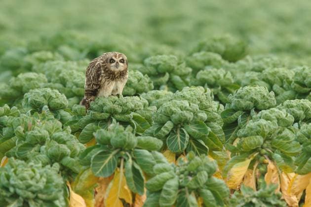 Sumpfohreule, Sumpfohr-Eule (Asio flammeus), sitzt auf einer Rosenkohlpflanze in einem Gemuesefeld, Niederlande, Suedholland short-eared owl (Asio flammeus), perching on a Brussels sprout plant in a vegetable field, Netherlands, South Holland BLWS631435 *** Marsh owl, Marsh owl Asio flammeus , sitting on a Brussels sprout plant in a vegetable field, Netherlands, South Holland short eared owl Asio flammeus , perching on a Brussels sprout plant in a vegetable field, Netherlands, South Holland BLWS631435 Copyright: xblickwinkel AGAMI W.xSoestbergenx