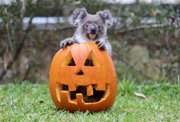 Entertainment Bilder des Tages News Bilder des Tages Residents at the Australian Reptile Park have gotten into the Halloween spirit. Animals including Tasmanian devils, Hugo the Galapagos tortoise, Elsa the koala and a diamond python were given a selection of spooky decorations and props including carved pumpkins. Director of the Australian Reptile Park Tim Faulkner said, We have become well known here for getting into the spirit of Halloween! We?re always looking for the chance to talk about and showcase the creepy crawlies and deadly animals here, as well as our cute and fluffy mammals, and what better day than Halloween to celebrate them. It?s the scariest day of the year! Pumpkin is a special treat for many of the animals as they enjoy the different smells, taste and look of Copyright: xx 40981368 EDITORIAL USE ONLY. NOT FOR USE BY NEWSPAPERS BASED IN THE UK.