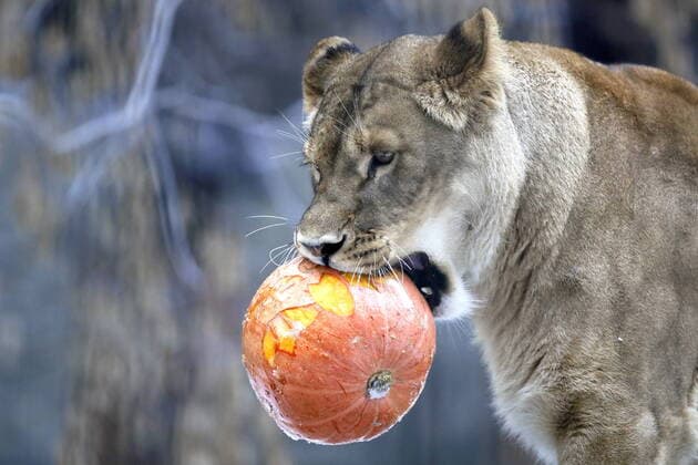 Bilder des Jahres 2020, Entertainment 10 Oktober Entertainment Themen der Woche KW44 Entertainment Bilder des Tages NOVOSIBIRSK, RUSSIA - OCTOBER 31, 2020: A lioness with a pumpkin during Halloween celebrations at the Novosibirsk Zoo. Kirill Kukhmar TASS  TS0ECB77