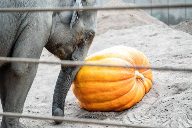 Zoologisk Have Koebenhavns elefanter har faaet kaempegraeskar, som Tivoli har haft som halloweenpynt, I Koebenhavns Zoo torsdag den 5. november 2020.. , Copenhagen Denmark *** Zoo Copenhagens elephants have received giant pumpkins, which Tivoli has had as Halloween decorations, In Copenhagen Zoo Thursday 5 November 2020, Copenhagen Denmark  Copyright: RitzauxScanpix EmilxHelmsx COP101 spdk20201105-113930-L