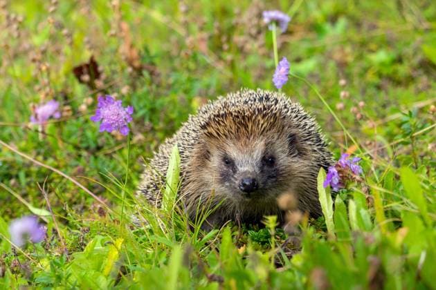 Europaeischer Igel, Westeuropaeischer Igel, Westigel, West-Igel, Braunbrustigel, Braunbrust-Igel (Erinaceus europaeus), auf Nahrungssuche in einer Waldwiese, Schweiz, Sankt Gallen Western hedgehog, European hedgehog (Erinaceus europaeus), foraging in a glade, Switzerland, Sankt Gallen BLWS631922 *** European hedgehog, Western European hedgehog, Western hedgehog, Western hedgehog, Western hedgehog, Brown-breasted hedgehog, Brown-breasted hedgehog Erinaceus europaeus , foraging in a glade, Switzerland, Sankt Gallen Western hedgehog, European hedgehog Erinaceus europaeus , foraging in a glade, Switzerland, Sankt Gallen BLWS631922 Copyright: xblickwinkel S.xGerthx