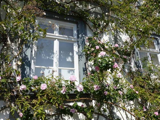 Rose covered half-timbered façade with window 1098301221
