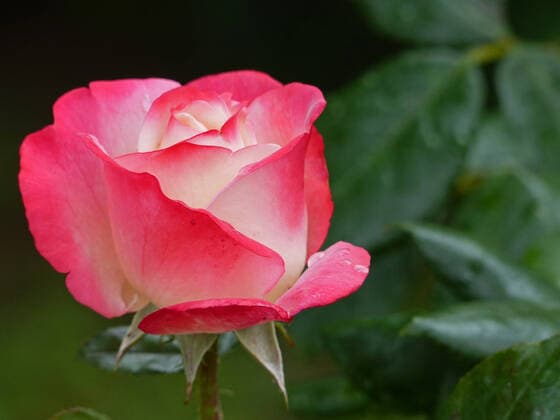 Rose in the garden 1088812641