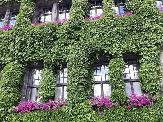 Ordinary Wild Wine Parthenocissus quinquefolia , facade greenery at an old town hall, Germany Virginia creeper, Woodbine berry Parthenocissus quinquefolia , facade greenery at an old town hall, Germany BLWS631709 Copyright: xblickwinkel M.xHenningx