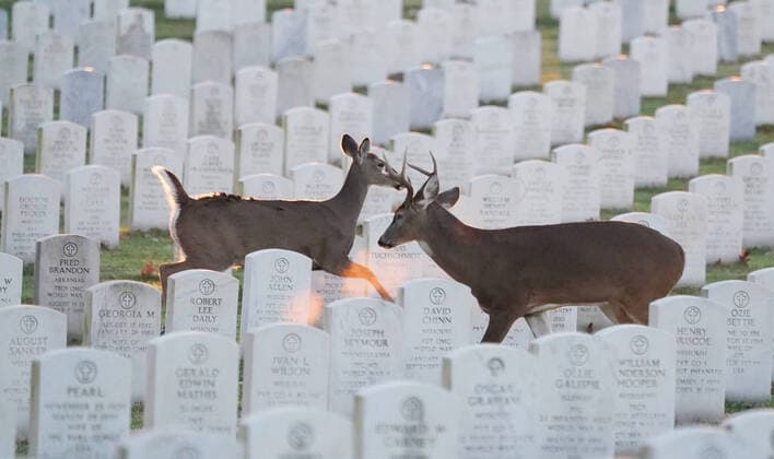 Bilder des Jahres 2020, Entertainment 11 November Entertainment Bilder des Tages Deer look for food at daybreak in Jefferson Barracks National Cemetery in St. Louis on Veterans Day, on Wednesday, November 11, 2020.  SLP2020111104 BILLxGREENBLATT