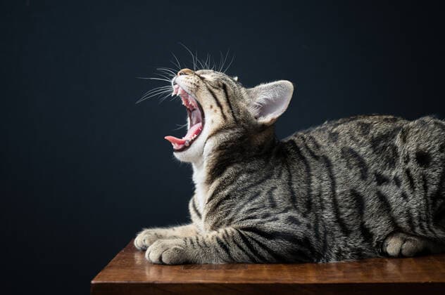 Yawning Tabby Cat Lying on Bench Against Black Background Seattle, WA, United States CR_ERWA201102-543883-01