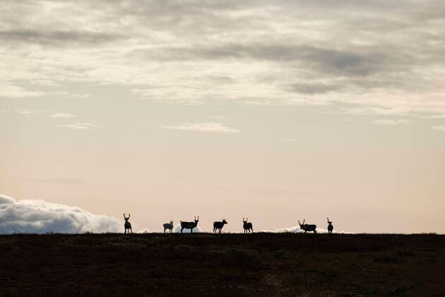 Silhouette of reindeer herd along Kungsleden Trail, Lapland, Sweden Ammarnäs, Västerbotten County, Sweden CR_XCPU201112A-568284-01