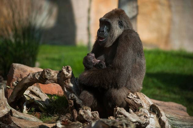 Bilder des Jahres 2020, Entertainment 11 November Entertainment Bilder des Tages November 13, 2020, Malaga, Spain: A newborn male gorilla is seen with his mother Buu inside their enclosure at Bioparc Fuengirola, ..The birth of this male gorilla during the night of 7 November, supposes a landmark for the preservation of gorillas in Andalusia outside their natural habitats. Since 2004, Bioparc Fuengirola forms part of the European program for the conservation of gorillas after to accept a breeding group of gorillas. At present, Bioparc has four adult gorillas Malaga Spain - ZUMAs197 20201113_zaa_s197_047 Copyright: xJesusxMeridax