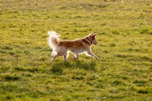 15.11.2020,Berlin,Deutschland,GER,das Tempelhofer Feld am ehemaligen Flughafen Tempelhof.Ein Hund ohne Leine. *** 15 11 2020,Berlin,Germany,GER,the Tempelhofer Feld at the former Tempelhof airport A dog without a leash