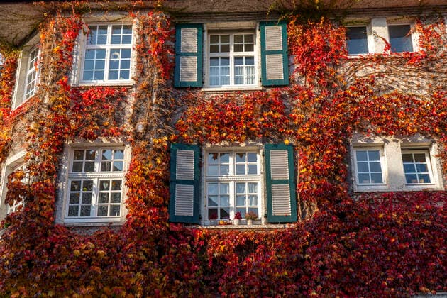 Ivy facades in settlement Margarethenhöhe, in autumn, listed garden city settlement, built from 1906 to 1938, Essen, Germany settlement Margarethenhöhe