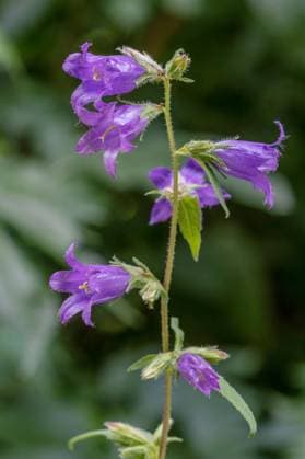 Breitblättrige Glockenblume ( Campanula latifolia) McPRMU *** Broad-leaved bellflower Campanula latifolia McPRMU McPRMU