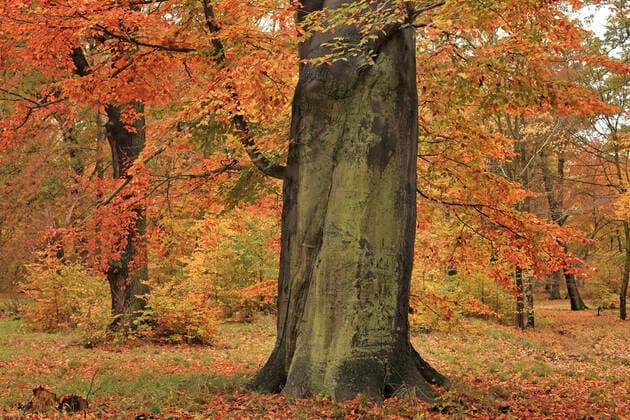 Rotbuche, Rot-Buche, Buche (Fagus sylvatica), alter Buchenstamm im Herbst, Deutschland, Sachsen common beech (Fagus sylvatica), old beech trunk in autumn, Germany, Saxony BLWS633336 *** Red beech, red beech, beech Fagus sylvatica , old beech trunk in autumn, Germany, Saxony common beech Fagus sylvatica , old beech trunk in autumn, Germany, Saxony BLWS633336 Copyright: xblickwinkel S.xMeyersx