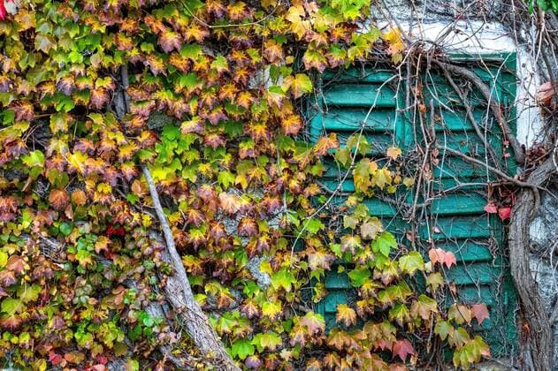 Three-pointed virgin vine Parthenocissus tricuspidata and ivy Hedera growing over old window beams, wheat, Austria, Europe Copyright: imageBROKER/ReinholdxSchrank ibxyuc06077981.jpg