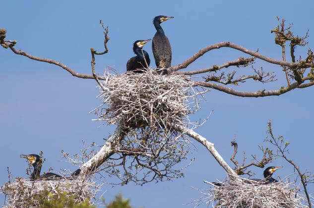 Cormorant Phalacrocorax carbo , cormorant colony on a tree, Germany, Mecklenburg Vorpommern, Zarrentin great cormorant Phalacrocorax carbo , colony on a tree, Germany, Mecklenburg Western Pomerania, Zarrentin BLWS633416 Copyright: xblickwinkel McPHOTO W.xRolfesx