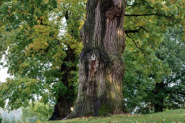 Eiche (Quercus spec.), alte Eiche in Luettenhagen, Deutschland, Mecklenburg-Vorpommern, Mueritz Nationalpark, Feldberger Seenlandschaft oak (Quercus spec.), old oak in Luettenhagen, Germany, Mecklenburg-Western Pomerania, Muritz Nationalpark, Feldberger Seenlandschaft BLWS633451 *** oak Quercus spec , old oak in Luettenhagen, Germany, Mecklenburg Vorpommern, Mueritz National Park, Feldberger Seenlandschaft oak Quercus spec , old oak in Luettenhagen, Germany, Mecklenburg Western Pomerania, Muritz National Park, Feldberger Seenlandschaft BLWS633451 Copyright: xblickwinkel McPHOTO W.xRolfesx