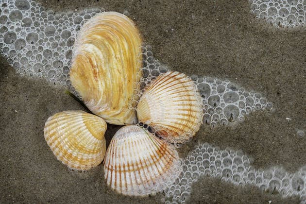 Cockles Cardiidae , Cockles on the North Sea beach, Germany, Schleswig Holstein cockles cockle shells Cardiidae , cockle shells on the North Sea beach, Germany, Schleswig Holstein BLWS633531 Copyright: xblickwinkel McPHOTO W.xRolfesx