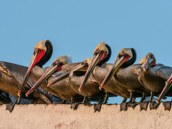 Brown pelicans (Pelecanus occidentalis) at a fish processing plant, Puerto San Carlos, Baja California Sur, Mexico, North America Copyright: MichaelxNolan 1112-5521