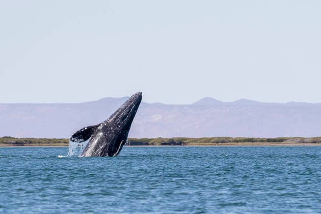 California gray whale calf (Eschrichtius robustus) breaching in San Ignacio Lagoon, Baja California Sur, Mexico, North America Copyright: MichaelxNolan 1112-5552