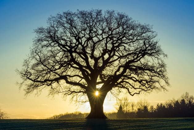 Oak Quercus spec , 400 year old oak tree at sunset, Germany, Lower Saxony, Melle oak Quercus spec , 400 year old oak tree at sunset, Germany, Lower Saxony, Melle BLWS633520 Copyright: xblickwinkel McPHOTO W.xRolfesx