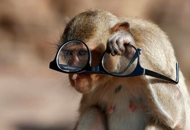 Bilder des Jahres 2020, Entertainment 11 November Entertainment Themen der Woche KW48 Entertainment Bilder des Tages November 29, 2020, Lopburi, Thailand: A monkey watching through glasses during the 32nd annual Monkey Party Festival, at the Phra Prang Sam Yot temple in Lopburi province, north of Bangkok. Lopburi Thailand - ZUMAs197 20201129_zaa_s197_019 Copyright: xChaiwatxSubprasomx