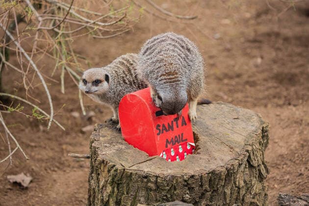 Entertainment Themen der Woche KW49 Bilder des Jahres 2020, Entertainment 11 November Entertainment Bilder des Tages Meerkats at ZSL London Zoo posted their Christmas wishlist to Santa today (Mon 30 November), after zookeepers gifted the mob a miniature mailbox with their favourite crickets hidden inside. As they prepare to reopen this Wednesday (2 December) the charity zoo is calling on the public to book tickets to visit, safe in the knowledge that the zoo is the perfect outdoor location for a festive day out this December. Zookeeper Luke Taylor said: All the meerkats want for Christmas is for people to visit the zoo this December because booking a ticket will support the expert care of our 20,000 animals during this difficult time, and ZSL?s global science and conservation work. Being closed for a combined total of 15 weeks so far this y Copyright: xx 41055537 EDITORIAL USE ONLY. NOT FOR USE BY NEWSPAPERS BASED IN THE UK.