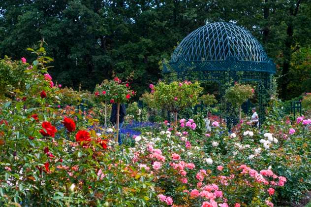 PEGGY ROCKEFELLER ROSE GARDEN or Cranford Rose Garden at the Brooklyn Botanical Garden, Brooklyn, NY. New York New York USA Copyright: xSergixReboredox SRE-BS5311