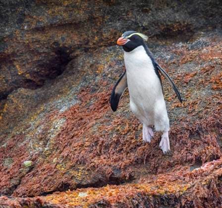 Creative Highlights World Snaresinselpinguin, Snaresinsel-Pinguin, Snares-Dickschnabelpinguin, Snaresdickschnabelpinguin (Eudyptes robustus, Eudyptes atratus), springt von der Klippe, Neuseeland, The Snares snares island penguin, snares penguin (Eudyptes robustus, Eudyptes atratus), jumping down the cliff, New Zealand, The Snares BLWS634354 *** Snares Island Penguin, Snares Island Penguin, Snares Thick-billed Penguin, Snares Thick-billed Penguin Eudyptes robustus, Eudyptes atratus , jumping off the cliff, New Zealand, The Snares snares island penguin, snares penguin Eudyptes robustus, Eudyptes atratus , jumping down the cliff, New Zealand, The Snares BLWS634354 Copyright: xblickwinkel AGAMI M.xGuytx