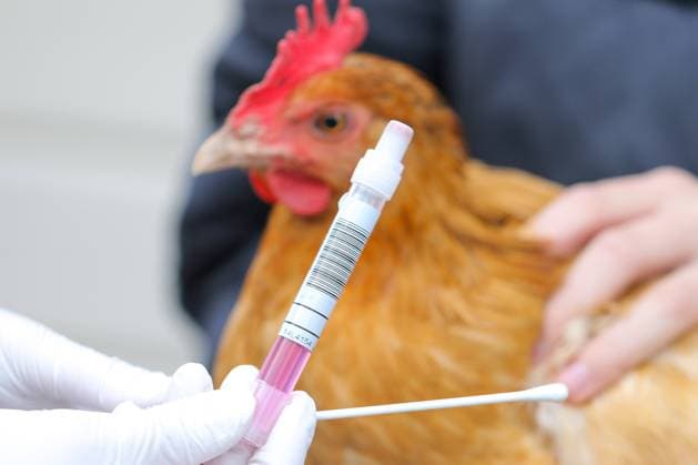 Frankenberg, Deutschland 05. Dezember 2020: Ein Testset fuer einen Abstrich zur Untersuchung auf Vogelgrippe wird von einer Hand mit Gummihandschuhen gehalten, im Hintergrund haelt eine weitere Person ein Huhn. Hessen *** Frankenberg, Germany 05 December 2020 A test set for a smear test for bird flu is held by one hand with rubber gloves, in the background another person holds a chicken Hessen Copyright: xFotostandx xFreitagx