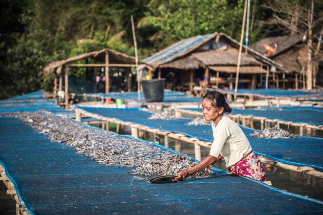 IMAGO Creative, Unsere Erde, Umweltverträgliche Herausforderungen des 21. Jahrhunderts, Überfischung Drying fish in the sun at Tizit Fishing Village, Dawei Peninsula, Tanintharyi Region, Myanmar (Burma) Tizit Beach Asia Tanintharyi Region Myanmar (Burma) Copyright: xMatthewxWilliams-Ellisx MWE_16835