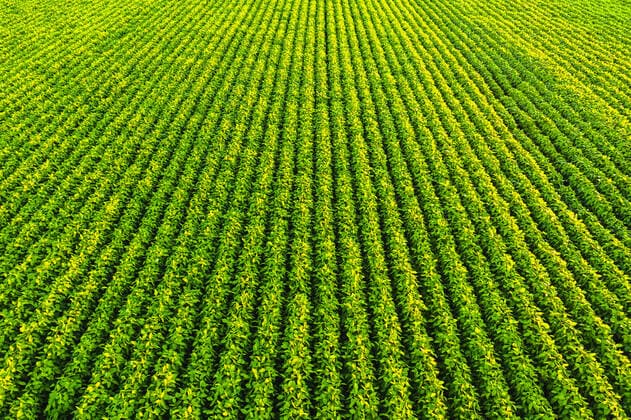 Landwirtschaft, Soja Anbau Soybean field with rows of soya bean plants. Aerial view Graz, Styria, Austria CR_PRIC201201-570471-01