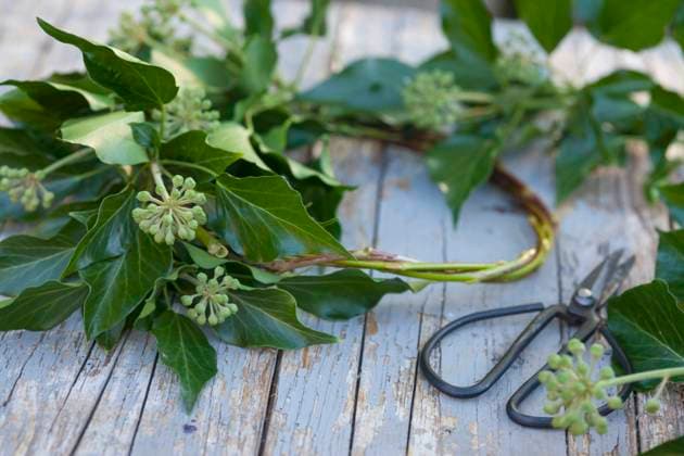 Gemeiner Efeu, Gewoehnlicher Efeu (Hedera helix), selbstgemachter Efeukranz, Efeuranken werden zu einem Kranz gebunden, Deutschland English ivy, common ivy (Hedera helix), selfmade ivy wreath, Germany BLWS634845 *** Common ivy, common ivy Hedera helix , homemade ivy wreath, ivy tendrils are bound to a wreath, Germany English ivy, common ivy Hedera helix , selfmade ivy wreath, Germany BLWS634845 Copyright: xblickwinkel F.xHeckerx