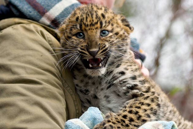 Bilder des Jahres 2020, Entertainment 12 Dezember Entertainment Themen der Woche KW50 Entertainment Bilder des Tages Zum vierten Mal haben die beiden Chinaleoparden Pavel und Sunny aus den Gothaer Tierpark Nachwuchs bekommen. Die beiden Mädchen, die am 26. September 2020 geboren wurden, sind noch namenlos., Gotha Thüringen Deutschland *** For the fourth time the two Chinaleopards Pavel and Sunny from the Gotha Zoo have given birth to offspring The two girls, born on 26 September 2020, are still nameless , Gotha Thuringia Germany