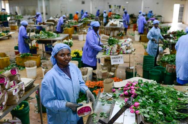 Kenya, Rose farming for export to europe KENYA Thika near Nairobi, Simbi Roses is a fair trade rose flower farm which produces rose as cutting flowers for export to europe, packaging department *** KENIA Thika bei Nairobi, Simbi Roses ist eine fairtrade zertifizierte Blumenfarm die Rosen fuer den Export nach Europa anbauen, Verpackungshalle Thika Nairobi Kenya