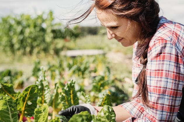 Smiling female gardener working on plants at farm , model released Copyright: xMaskotx , MA49254