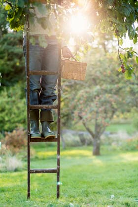 Low section of woman standing on ladder in peach orchard , model released Copyright: xKentarooxTrymanx , MA52354